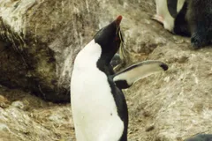 rockhopper penguin in natural habitat