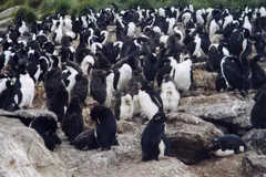 rockhopper penguin in natural habitat