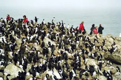 rockhopper penguin in natural habitat