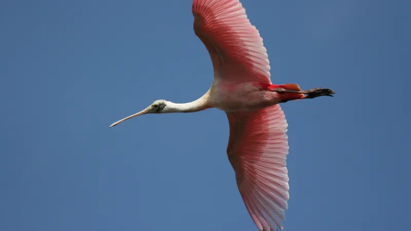 Roseate spoonbill wading through sunlit coastal lagoon waters on pink legs