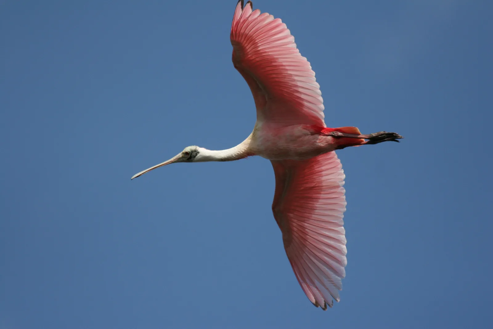 Roseate spoonbill wading through sunlit coastal lagoon waters on pink legs