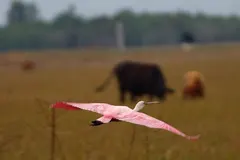 Roseate spoonbill in full flight displaying brilliant magenta-carmine wing patches