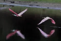 Close-up of roseate spoonbill showing gray spatulate flat spoon bill and ruby eye