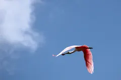 Pair of roseate spoonbills foraging in shallow mangrove estuary
