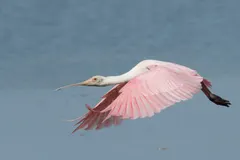 Roseate spoonbill sweeping flat bill through wetland water to filter prey