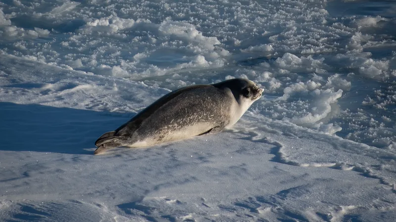 Ross seal resting on sunlit pack ice with its head lifted