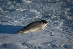 Ross seal resting on sunlit pack ice with its head lifted