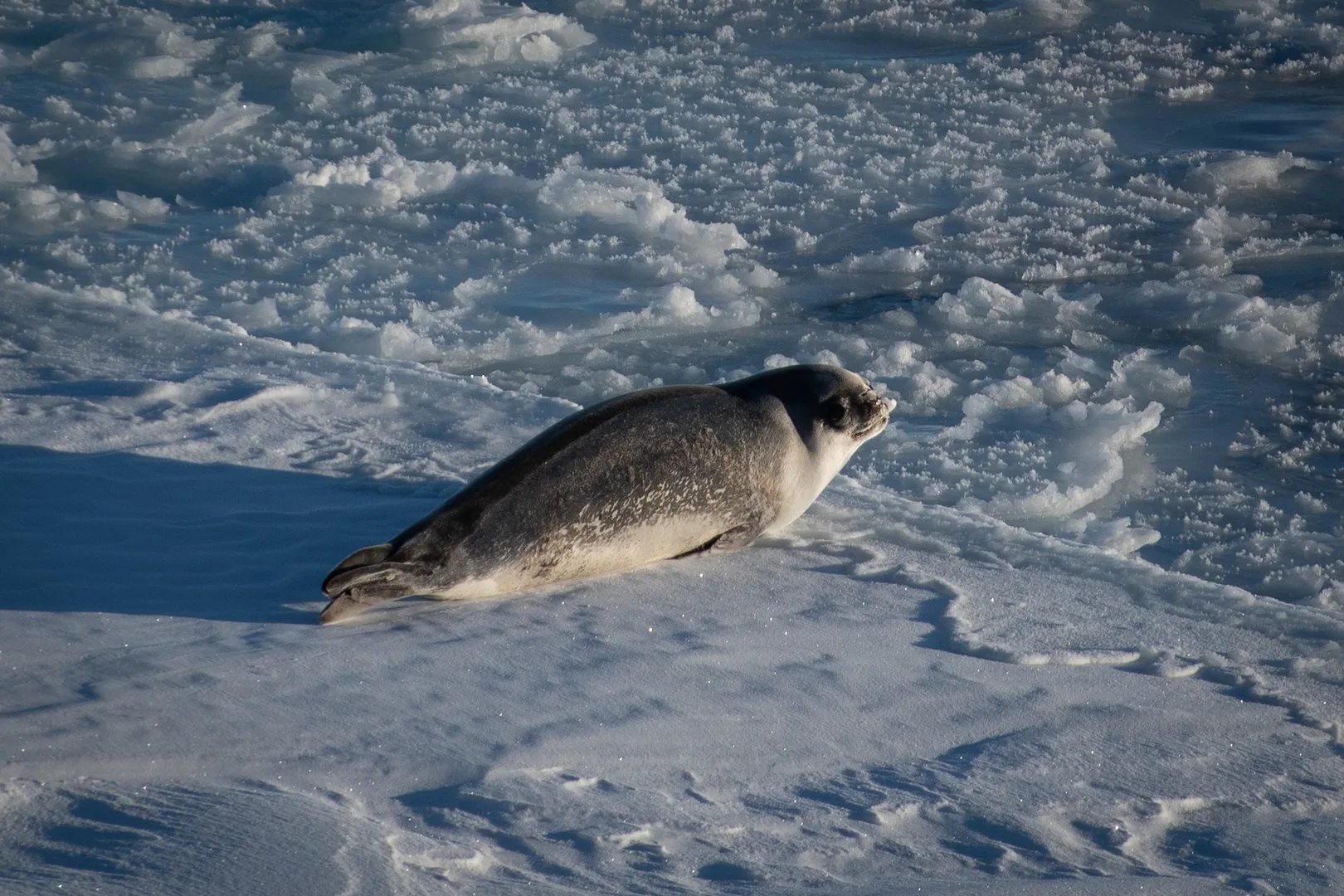 Ross Seal