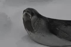 Close view of a Ross seal lying on snow, the dark streaks on its throat showing