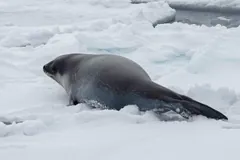 Ross seal lying on snow-covered pack ice, its small head and thick neck raised