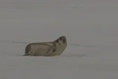 Plump Ross seal on snow raising its short head and swollen throat