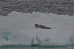Ross seal lying on a snowy ice floe at the edge of dark open water