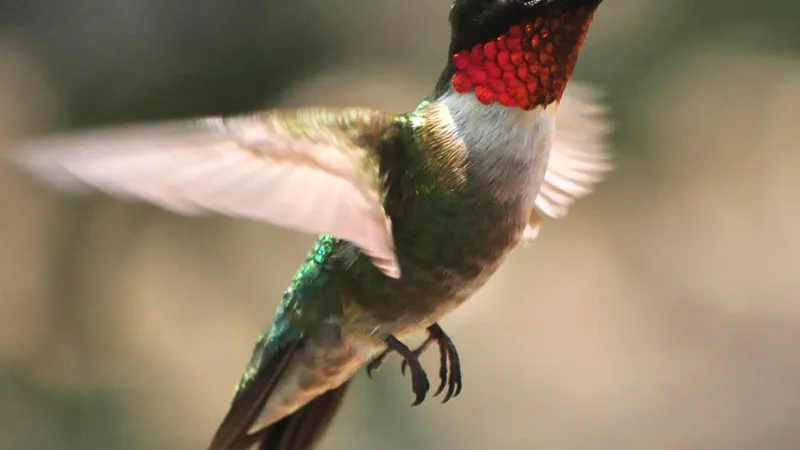 Male ruby-throated hummingbird hovering beside scarlet wildflower blooms