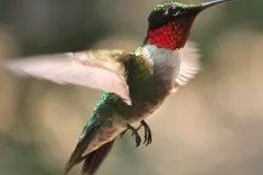 Male ruby-throated hummingbird hovering beside scarlet wildflower blooms