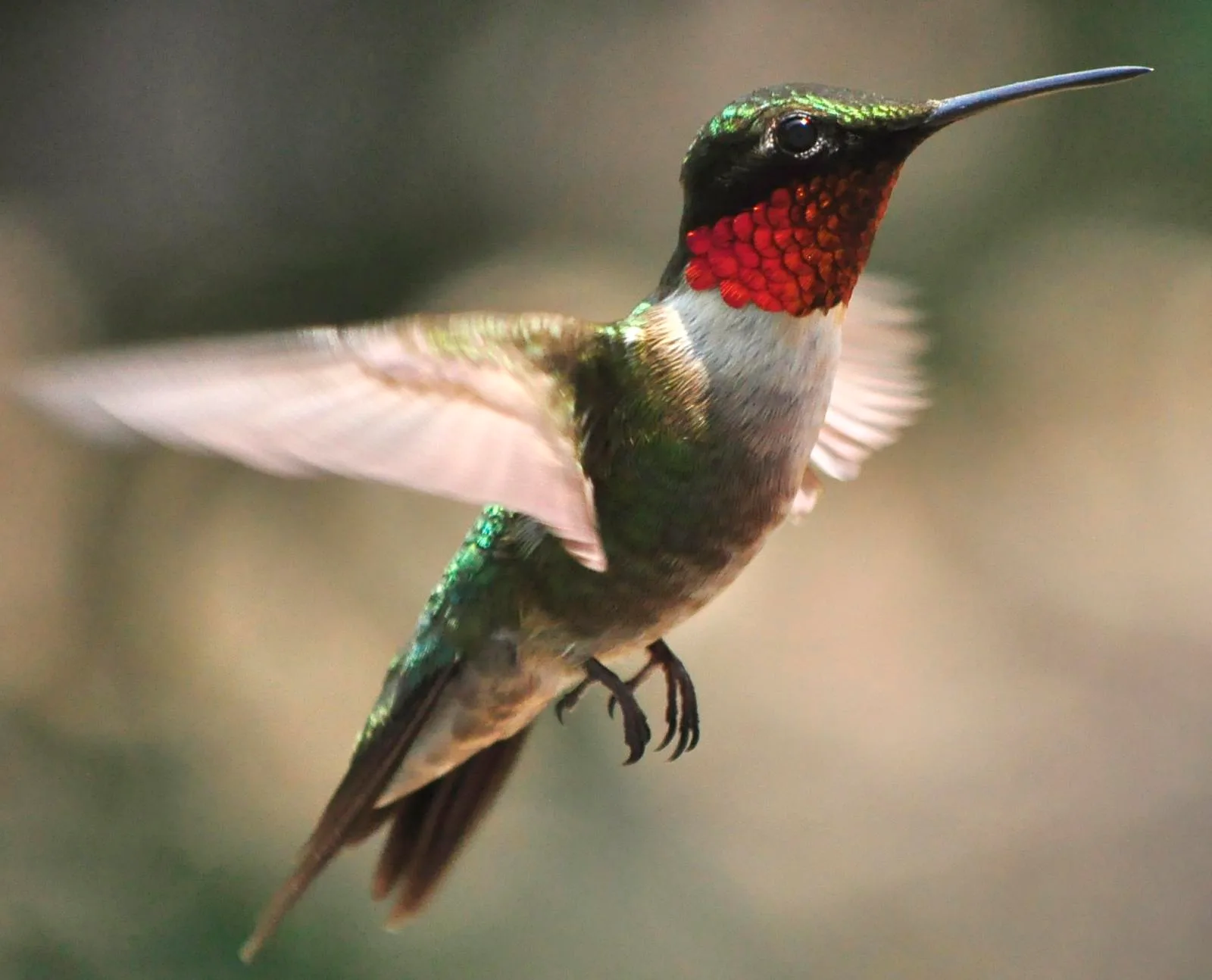 Male ruby-throated hummingbird hovering beside scarlet wildflower blooms