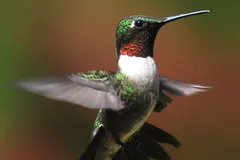Ruby-throated hummingbird showing iridescent flaming ruby-red throat gorget in sunlight