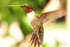 Ruby-throated hummingbird in mid-air stationary hover with wings beating in figure-eight blur