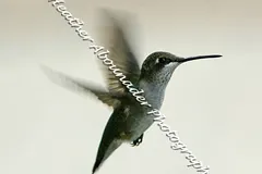 Ruby-throated hummingbird perched delicately on slender garden twig