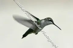 Female ruby-throated hummingbird feeding on sweet floral nectar