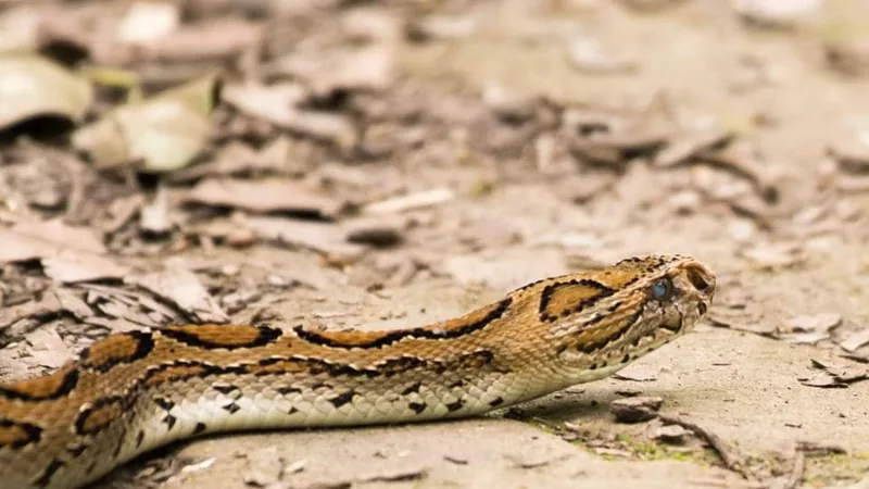 Russell's viper with rows of dark-ringed spots stretched across dry ground