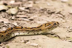 Russell's viper with rows of dark-ringed spots stretched across dry ground