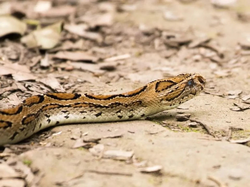 Russell's Viper
