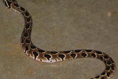 Russell's viper crossing bare earth near Pune, India