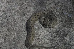 Russell's viper coiled on grey rock, its spots edged in dark brown