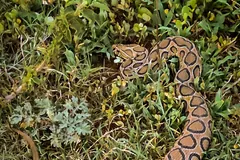 Russell's viper curving through short grass