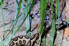Russell's viper coiled tightly at the base of grass blades