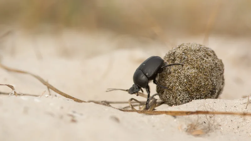 Sacred scarab pushing a sand-coated dung ball across a pale dune