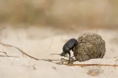 Sacred scarab pushing a sand-coated dung ball across a pale dune
