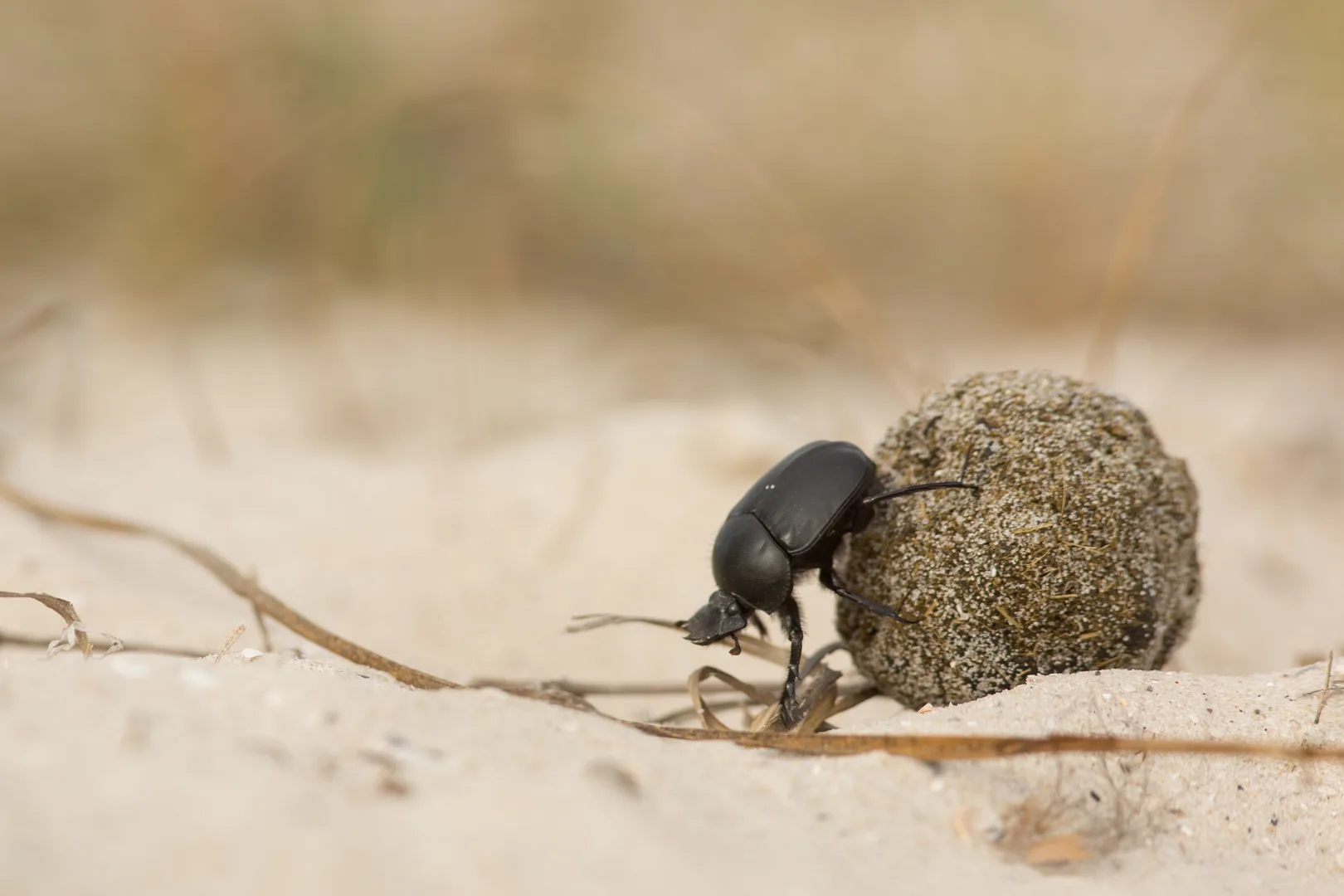Sacred scarab pushing a sand-coated dung ball across a pale dune