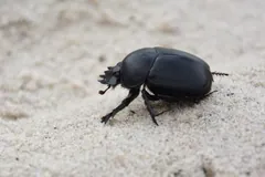 Glossy black sacred scarab walking on fine white sand, its toothed head shield raised