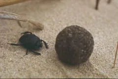 Sacred scarab resting on sand beside a round dung ball larger than its body
