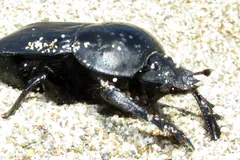 Close side view of a sacred scarab on coarse sand, grains stuck to its black shell