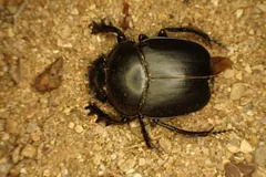 Sacred scarab seen from above on dry sandy ground, its broad black thorax gleaming