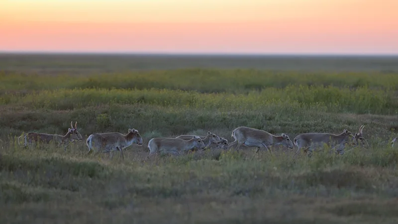 Saiga Antelope in natural habitat