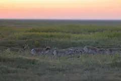 Saiga Antelope in natural habitat