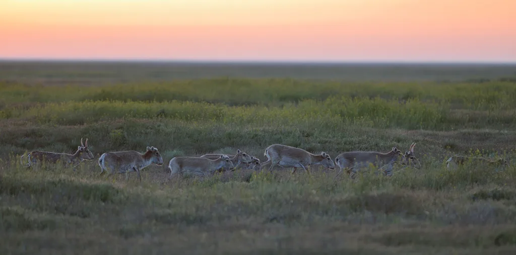 Saiga Antelope in natural habitat