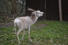 Saiga Antelope in natural habitat