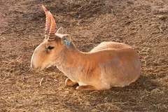 Saiga Antelope in natural habitat