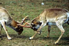 Saiga Antelope in natural habitat