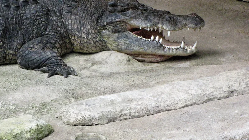 saltwater crocodile in natural habitat