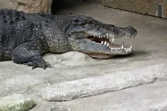 saltwater crocodile in natural habitat