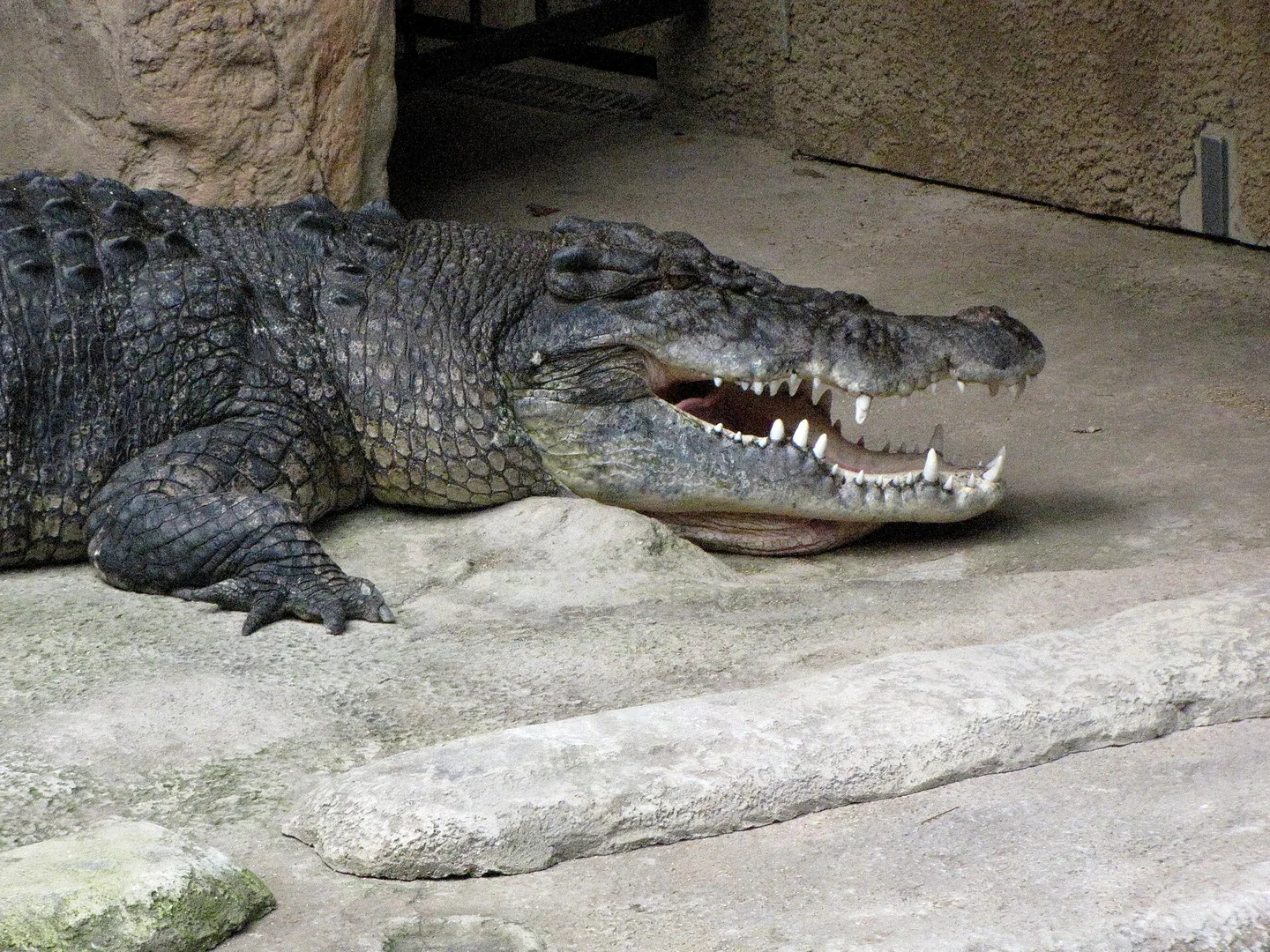 saltwater crocodile in natural habitat