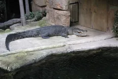 saltwater crocodile in natural habitat