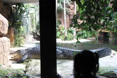 saltwater crocodile in natural habitat