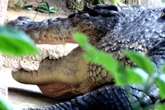 saltwater crocodile in natural habitat