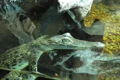 saltwater crocodile in natural habitat